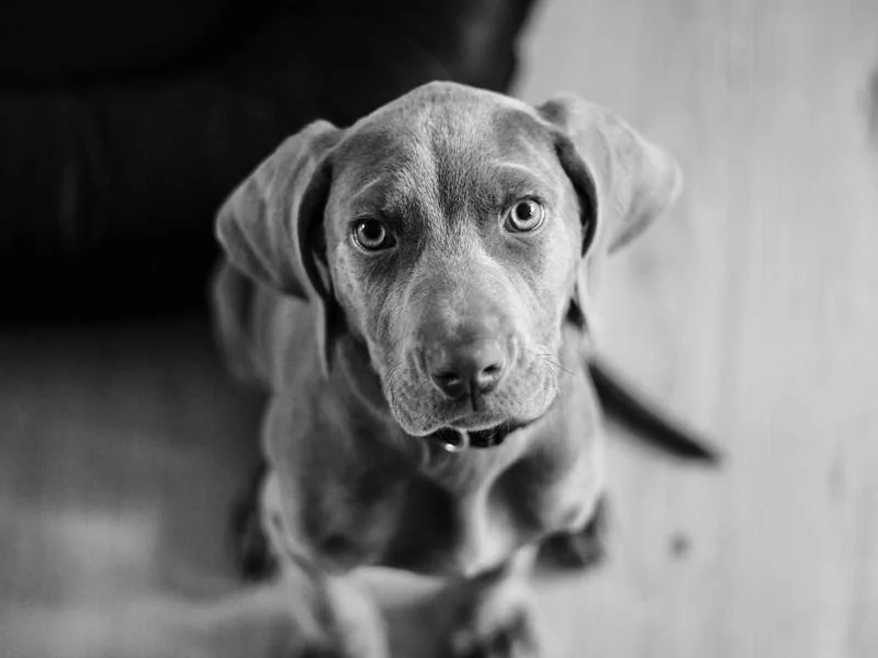 Éducation chiot