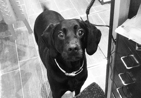 Accueil au Paris Canin Tartine à la boutique