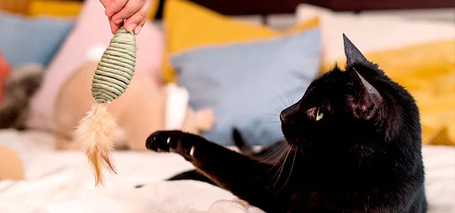 Des produits pour chiens et chats