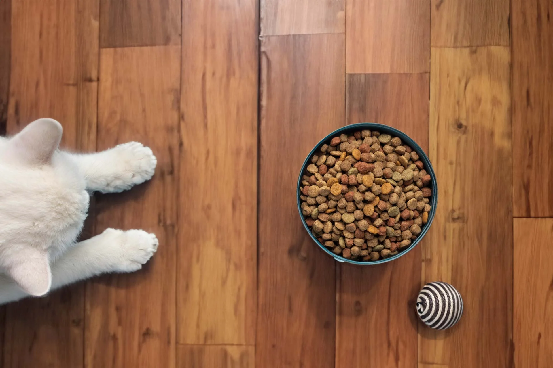 Croquettes pour chats Croquettes pour chats