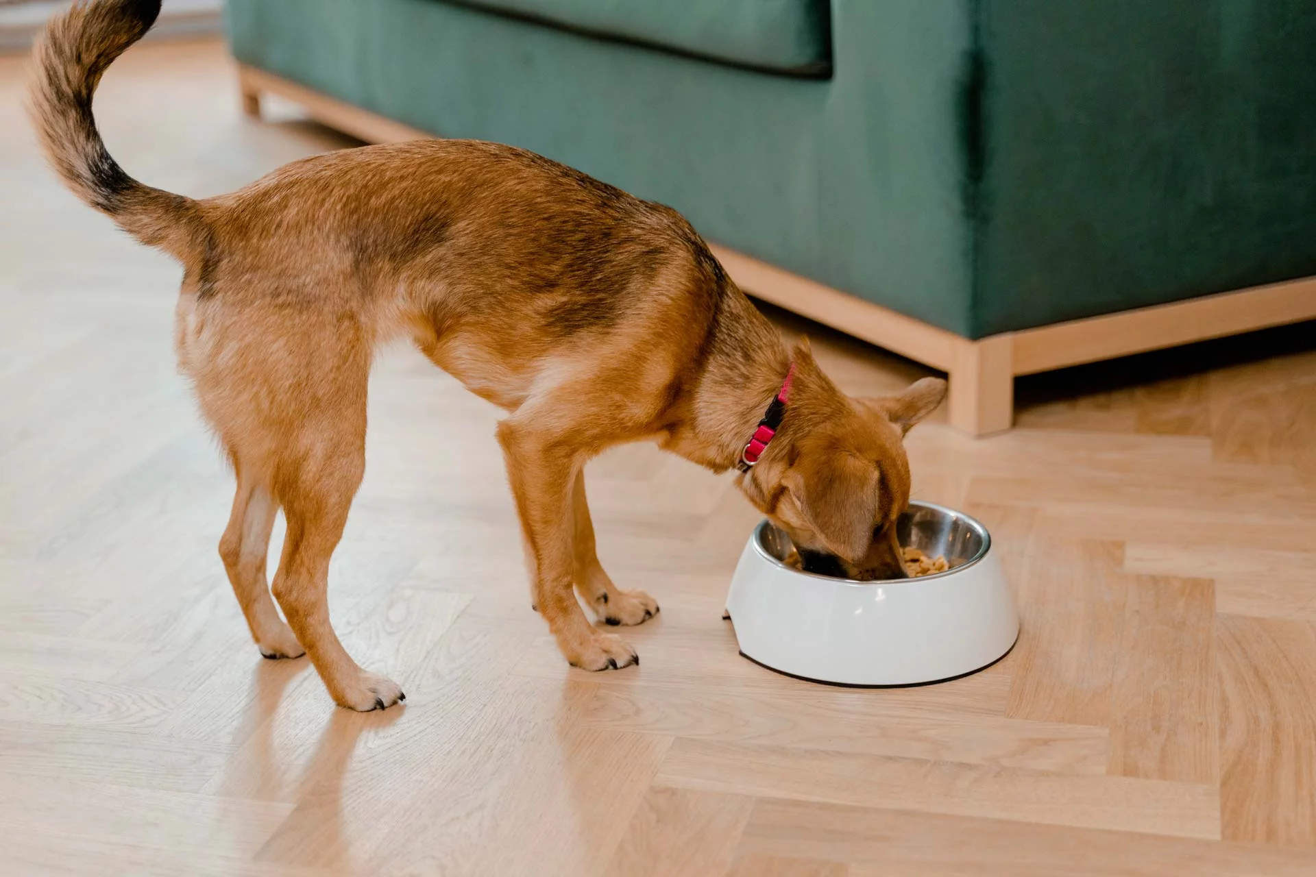 Croquettes pour chiens