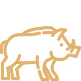 Sanglier Sanglier