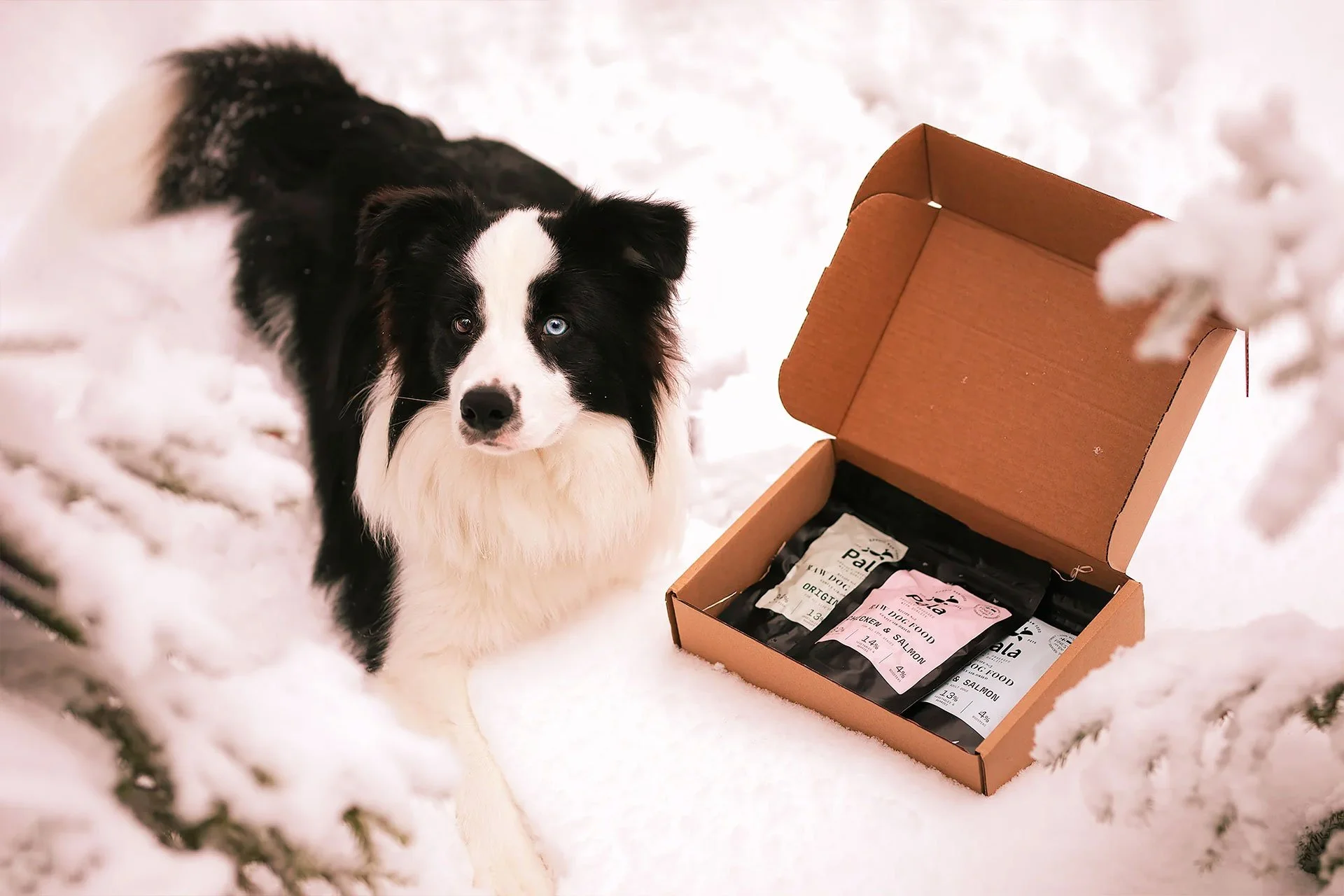 Nouveauté la marque de croquettes pour chiens Pala