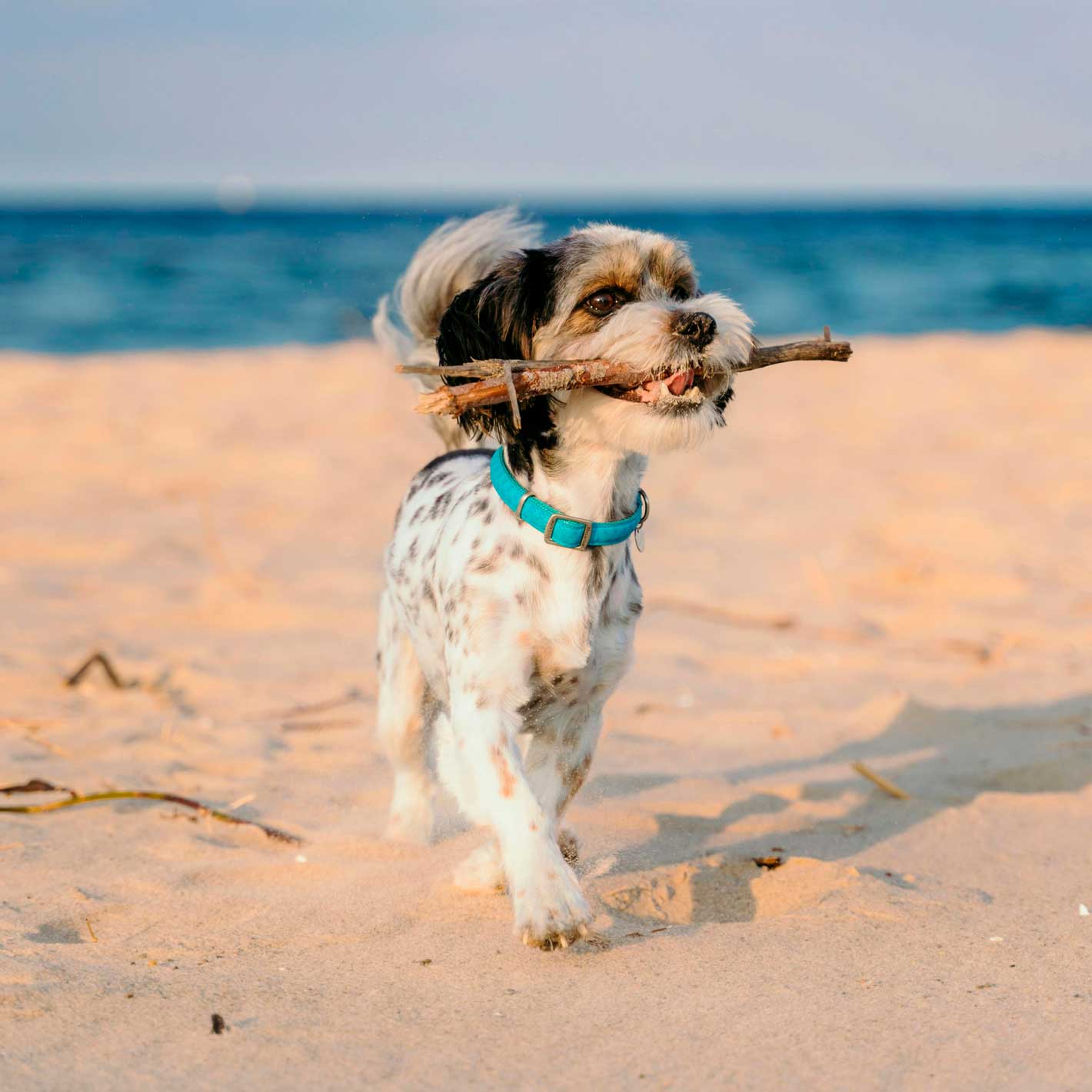 Les Paris Canin en vacances